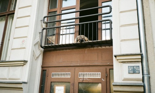 apartment building with dog park - Apartments with pet amenities apartment building with dog park - Apartments with pet amenities
