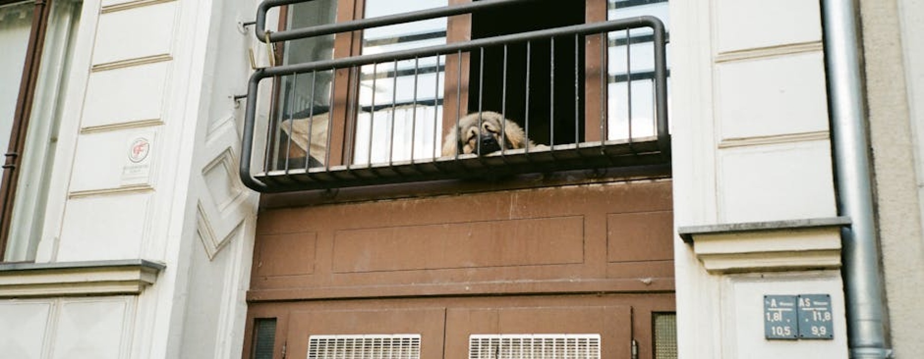 apartment building with dog park - Apartments with pet amenities