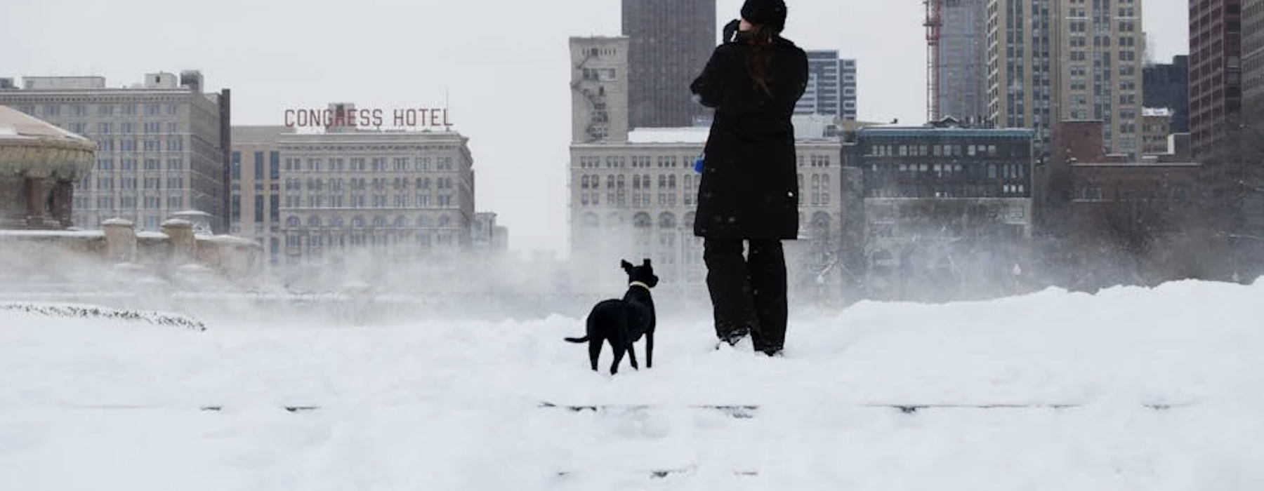 dog with chicago skyline - pet friendly apartment chicago