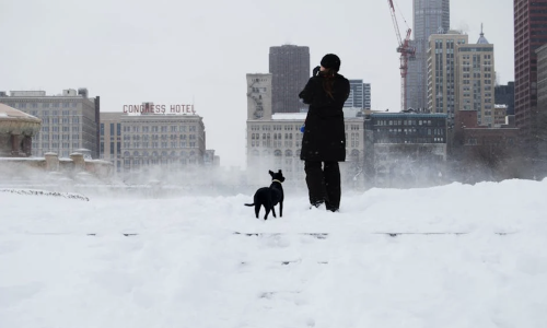 dog with chicago skyline - pet friendly apartment chicago
