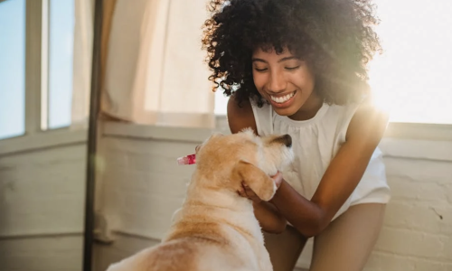 pet friendly apartments - pet friendly apartments in albany park chicago pet friendly apartments - pet friendly apartments in albany park chicago