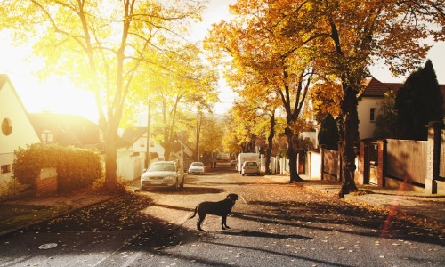 Hyde Park neighborhood - 2 bedroom apartments for rent in hyde park chicago