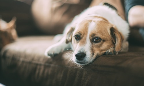 pet friendly apartments with dog - 2 bedroom pet friendly apartments pet friendly apartments with dog - 2 bedroom pet friendly apartments