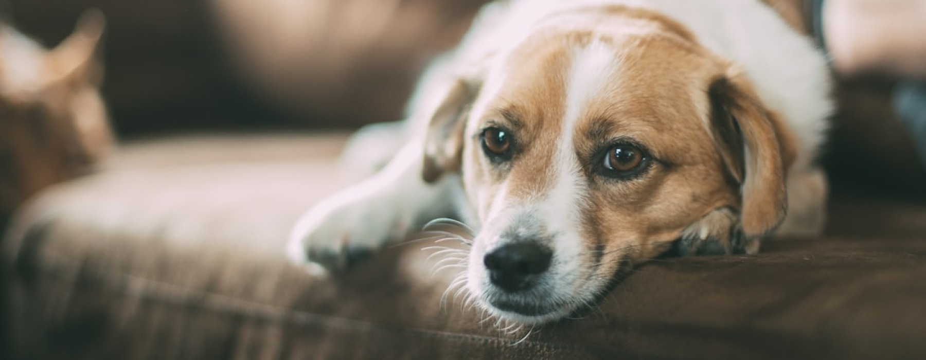 pet friendly apartments with dog - 2 bedroom pet friendly apartments