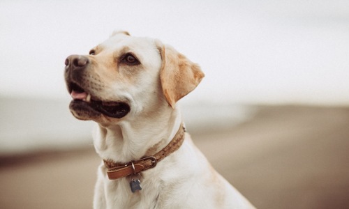 apartments with pet wash - Apartments with pet wash apartments with pet wash - Apartments with pet wash