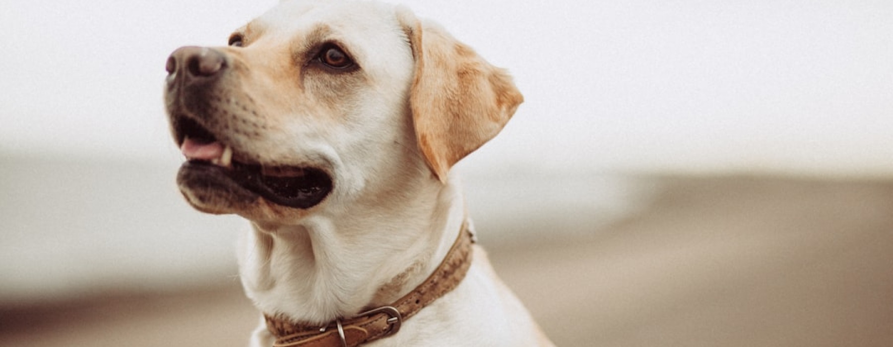 apartments with pet wash - Apartments with pet wash