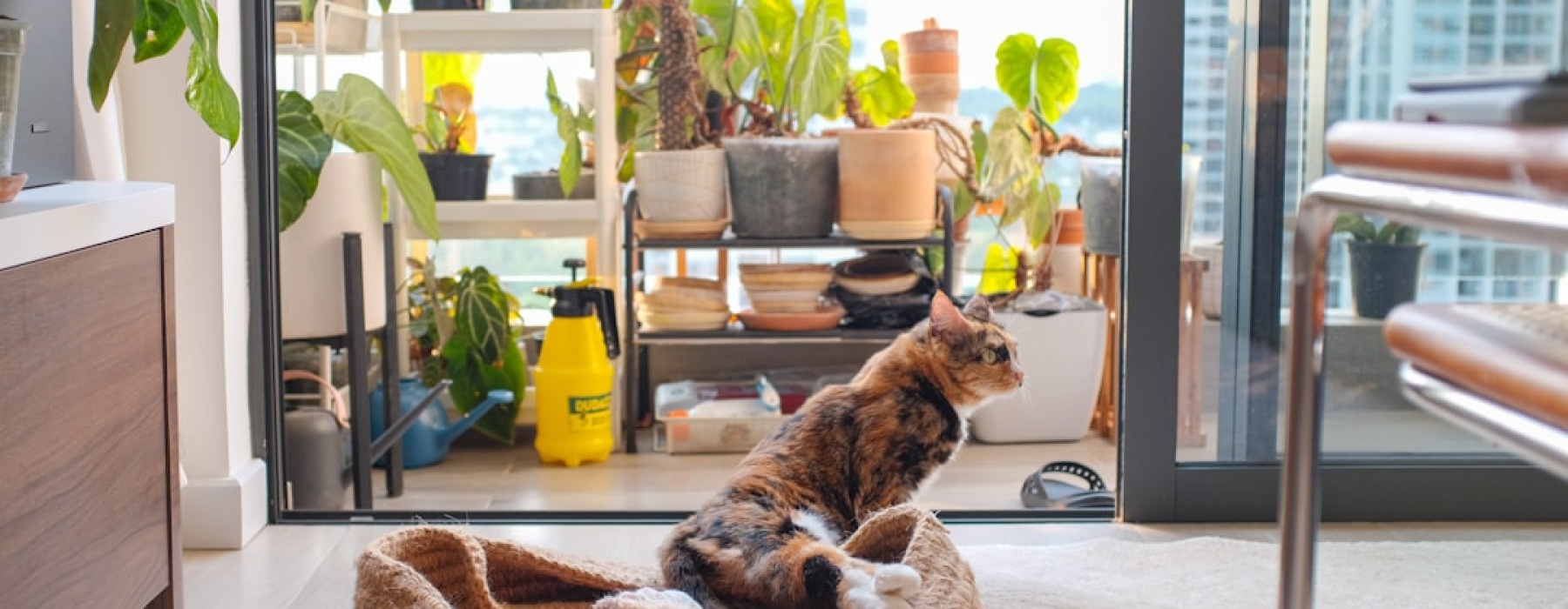 pet-friendly apartments chicago - pet-friendly apartments chicago