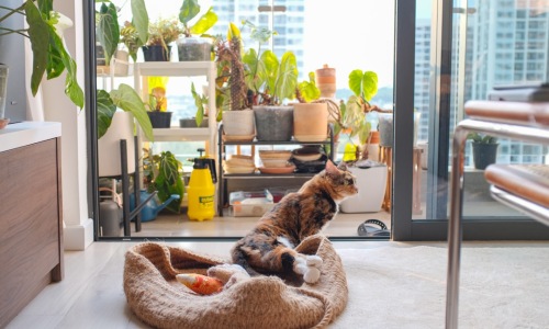 pet-friendly apartments chicago - pet-friendly apartments chicago